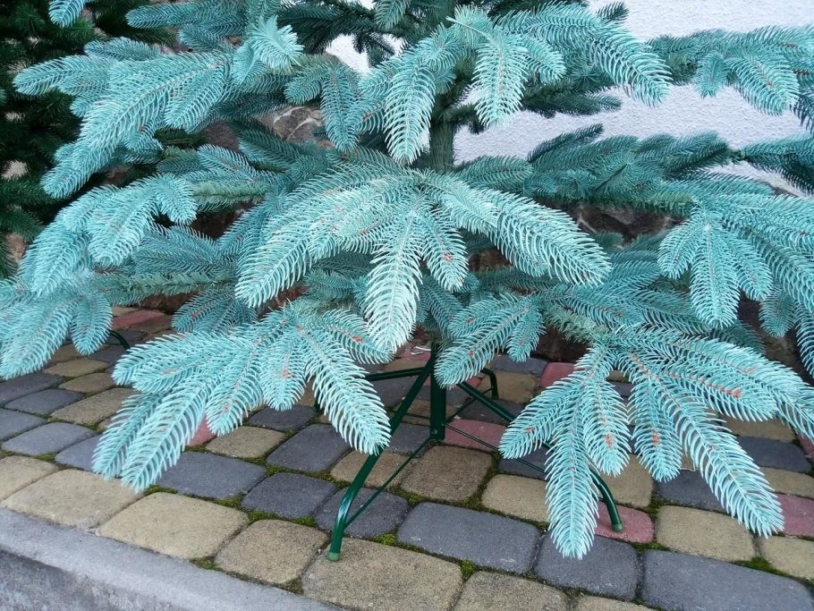 Ель Элит зеленая