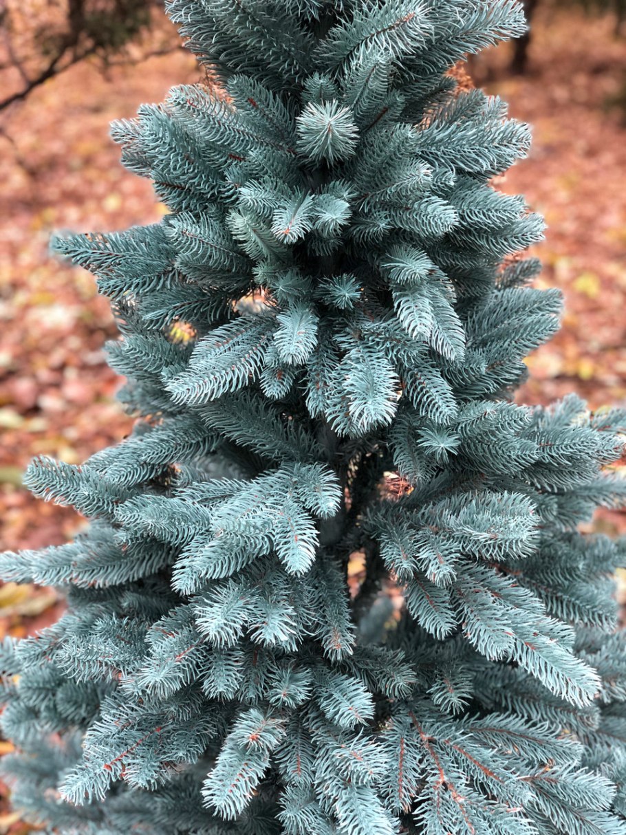 Ель Кристмас Блю