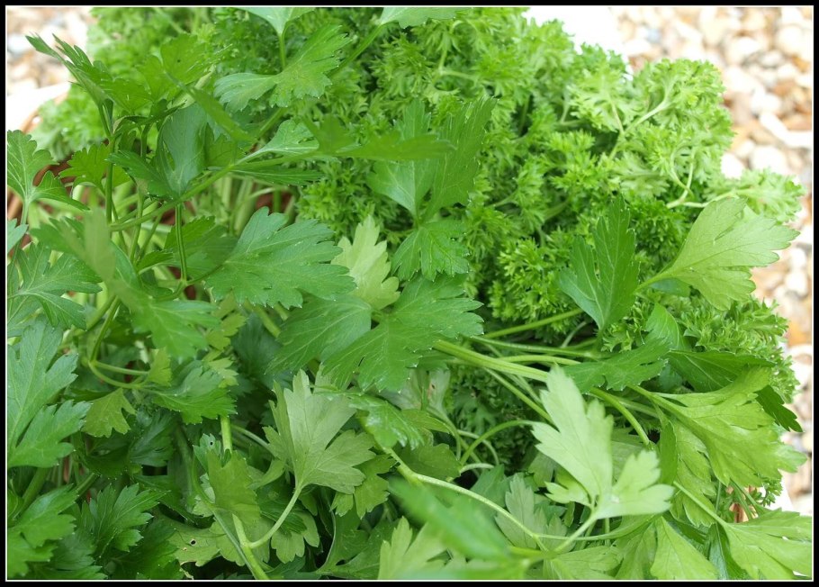 Petroselinum crispum