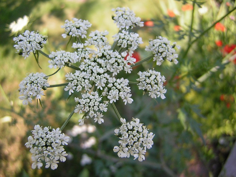 Petroselinum crispum