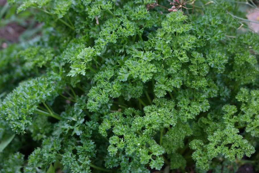 Петрушка (Petroselinum crispum)