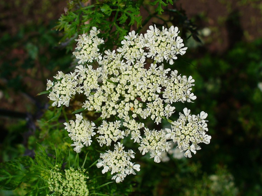 Apium — сельдерей