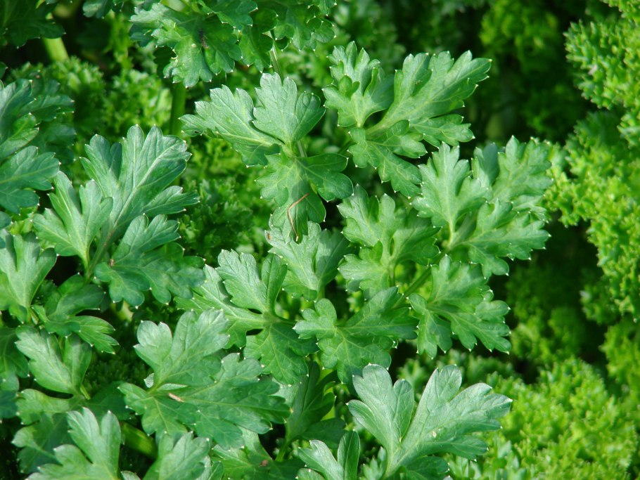 Петрушка Огородная Petroselinum crispum