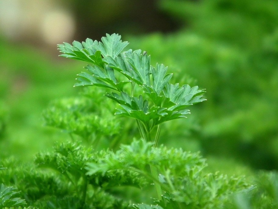 Coriandrum sativum