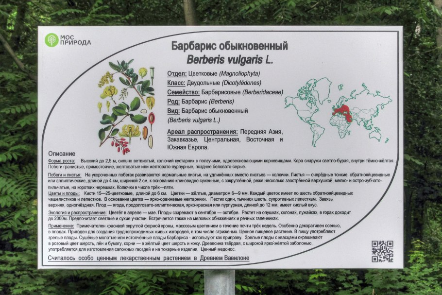 Барбарис корень 50г Беловодье коробка