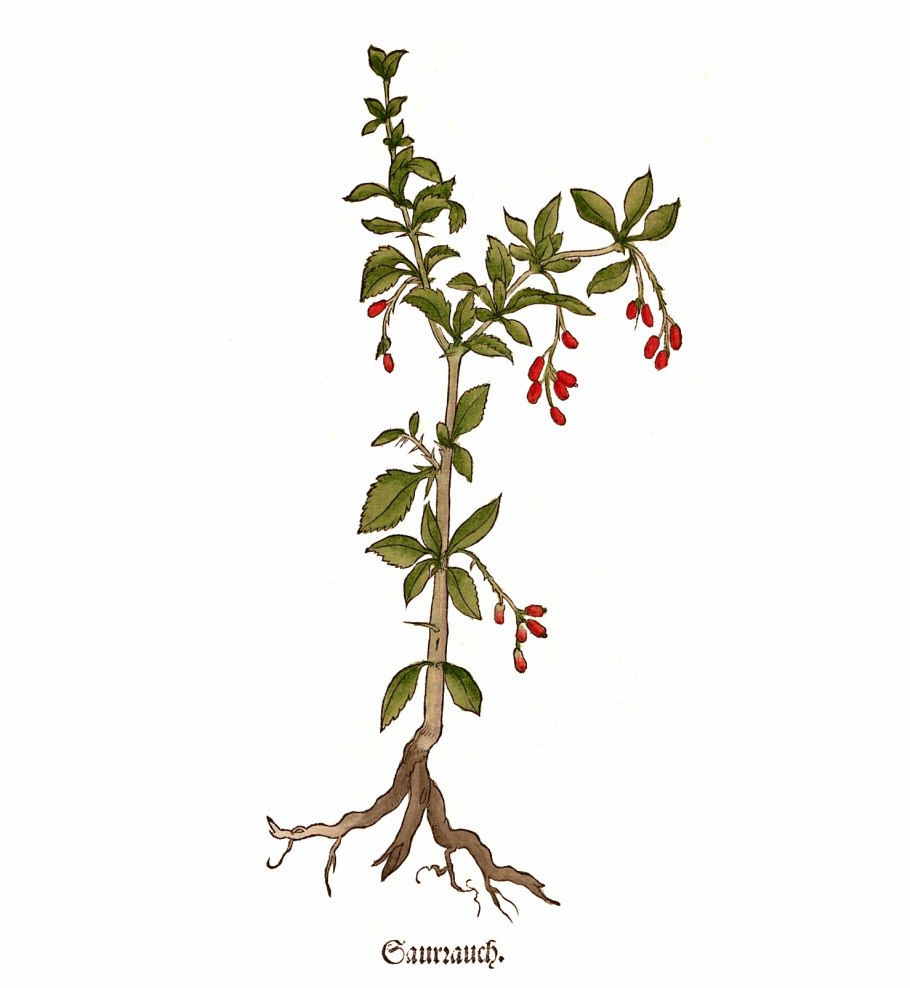 Барбарис Сибирский лист