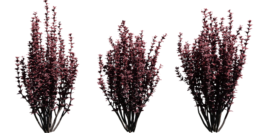 Жимолость и Барбарис