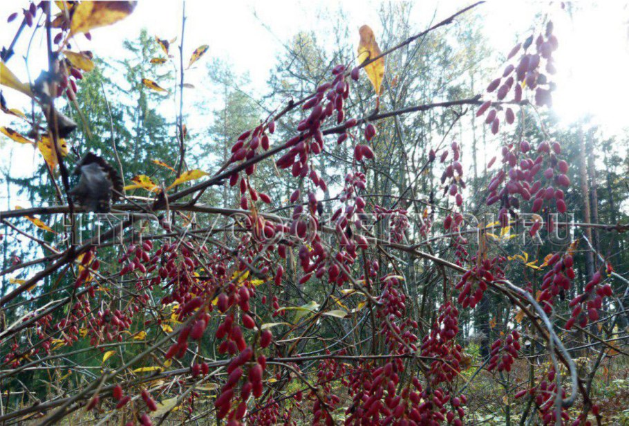 Дарухаридра, Барбарис индийский (Berberis aristata)