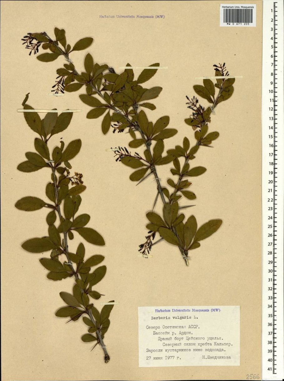 Барбарис обыкновенный Фармакогнозия