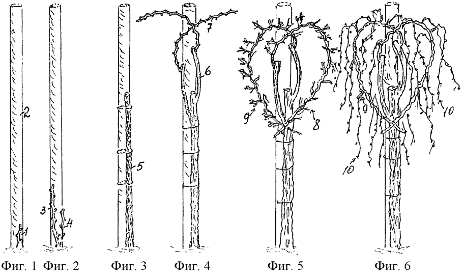 Барбарис обыкновенный (Berberis vulgaris l.)