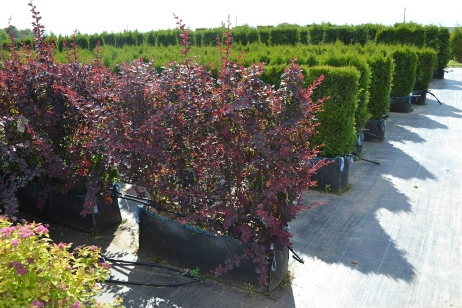 Барбарис ягоды