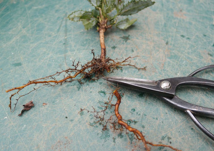 Корни куста барбариса