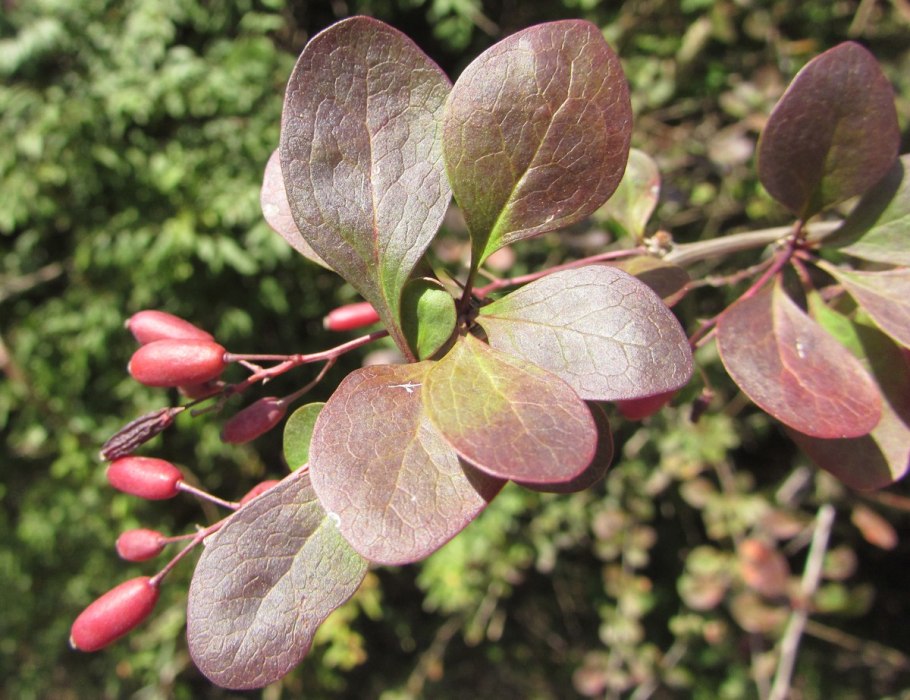 Схема обрезки спиреи осенью