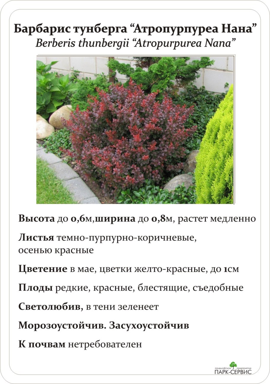 Барбарис обыкновенный Berberis vulgaris