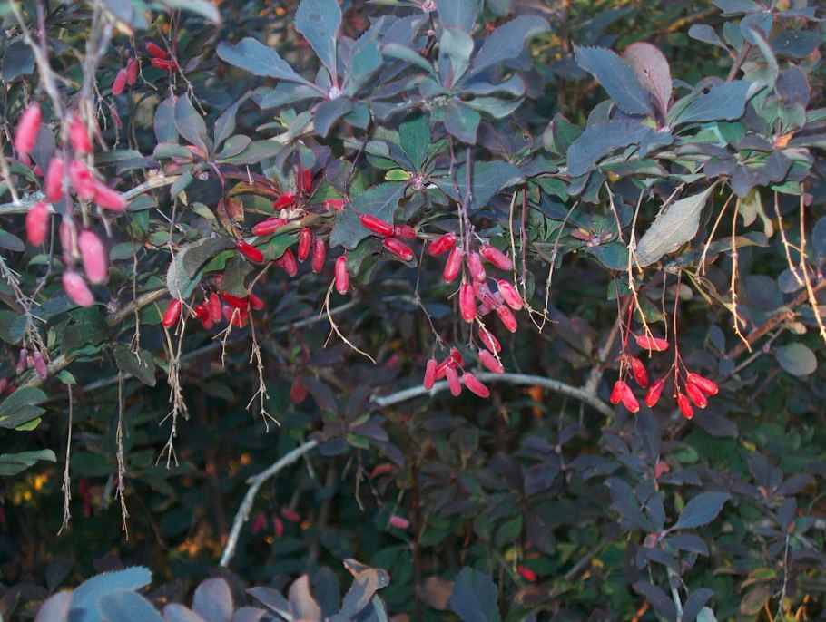 Барбарис обыкновенный berberis vulgaris