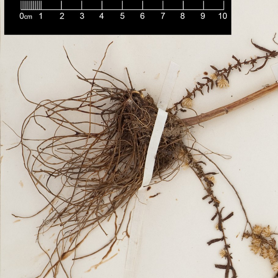 Каудекс люцерны