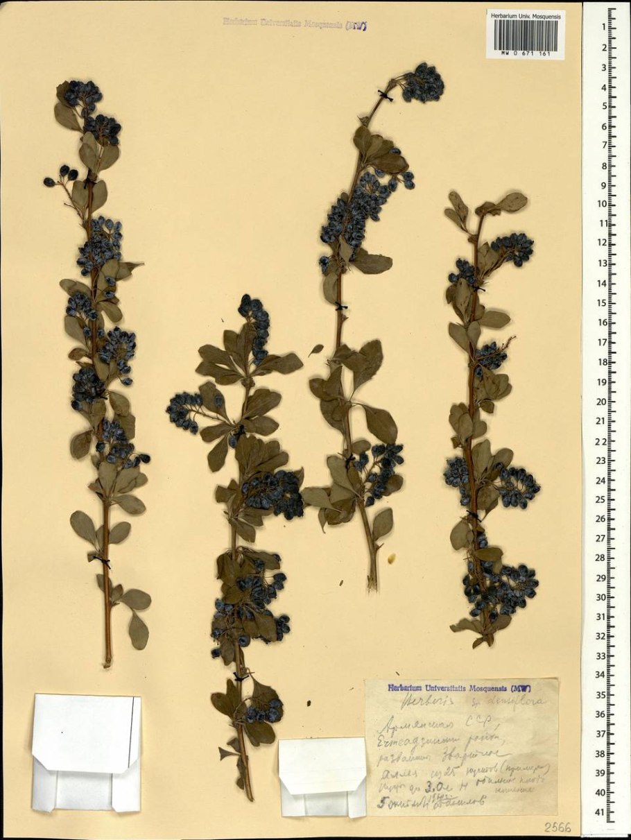 Плод барбариса в разрезе