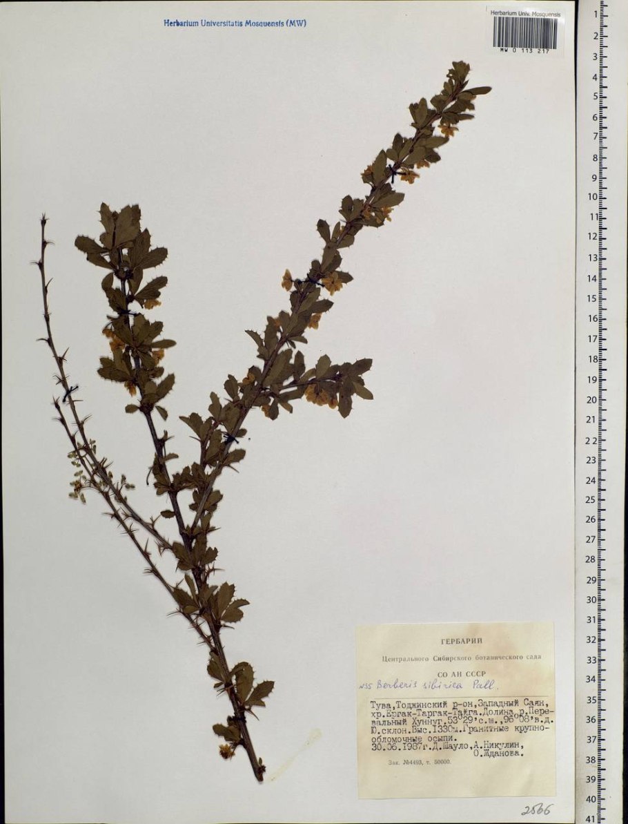 Барбарис Тунберга