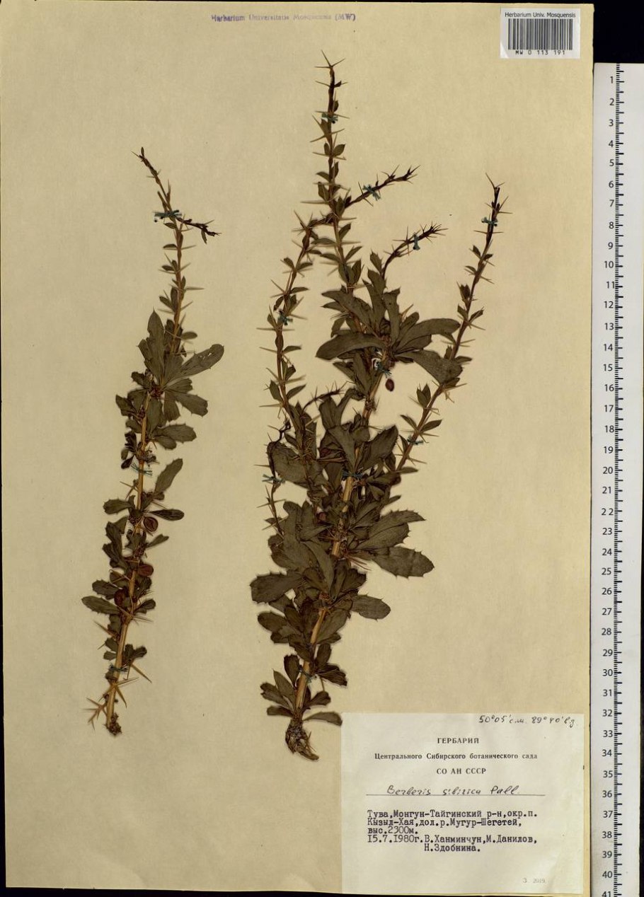 Барбарис обыкновенный саженец