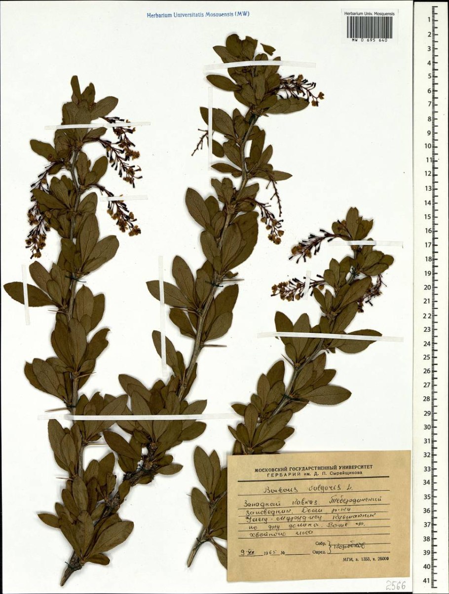 Berberis vulgaris гербарий