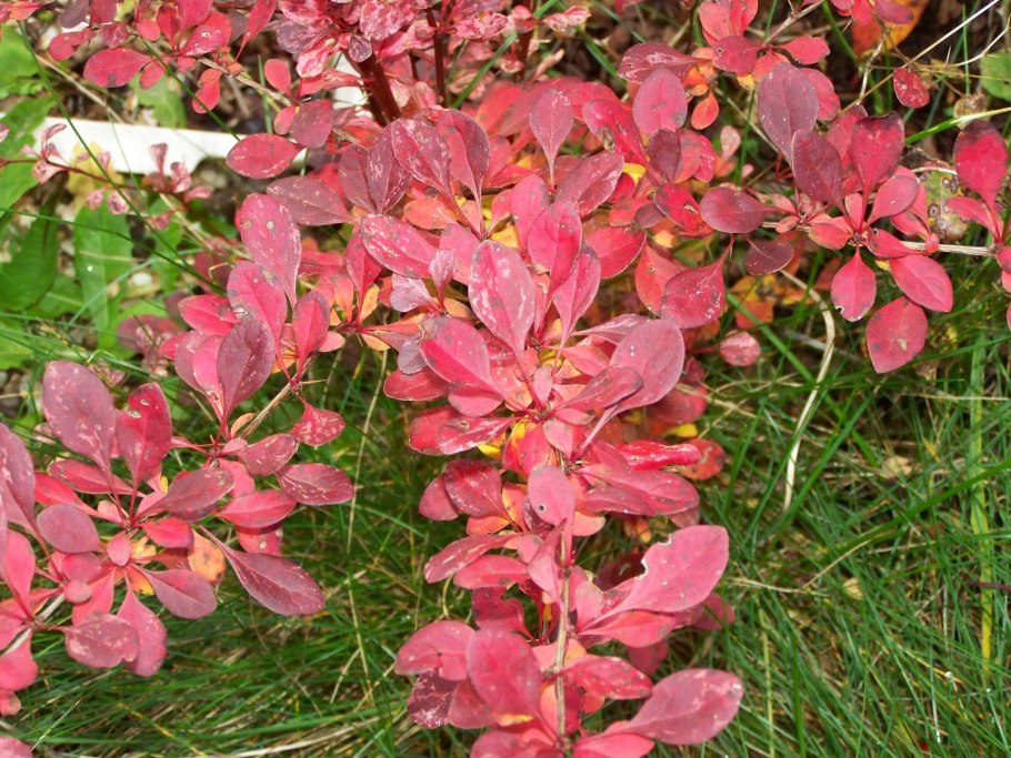 Барбарис на ладони