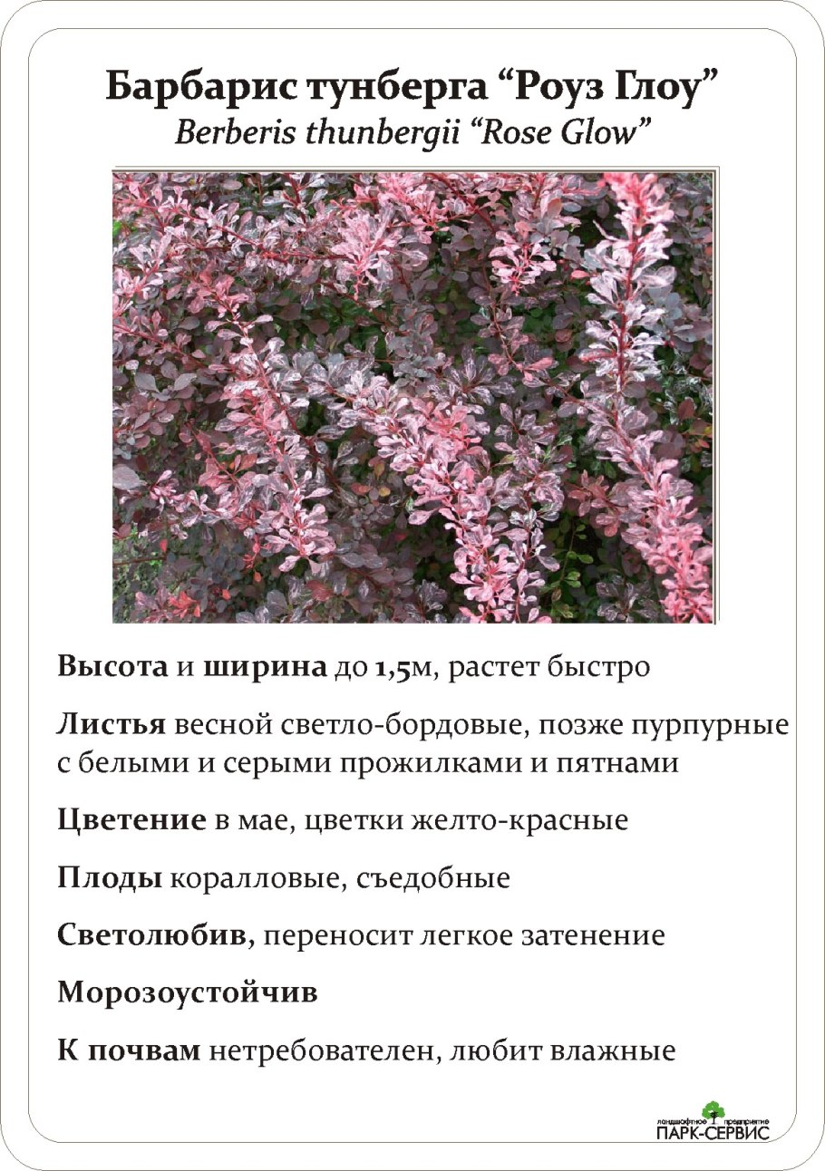 Барбарис обыкновенный кора