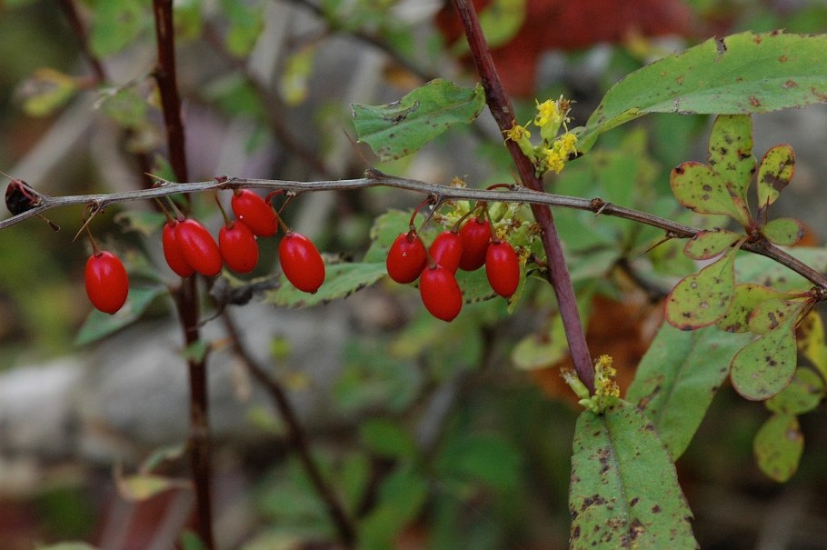 Барбарис корень 50г Беловодье коробка
