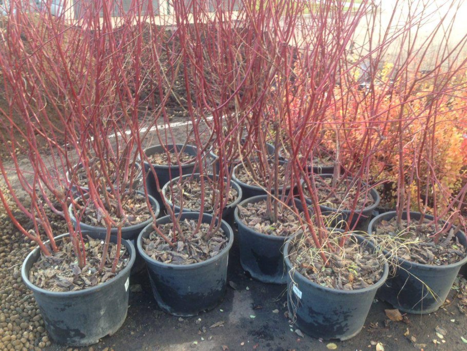 Барбарис продолговатый Berberis oblonga