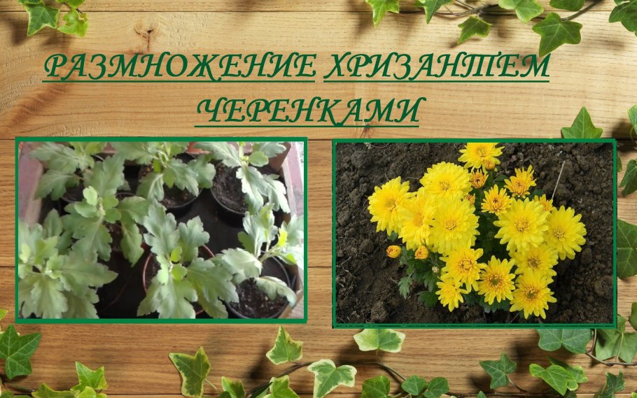 Ростки хризантемы мультифлора