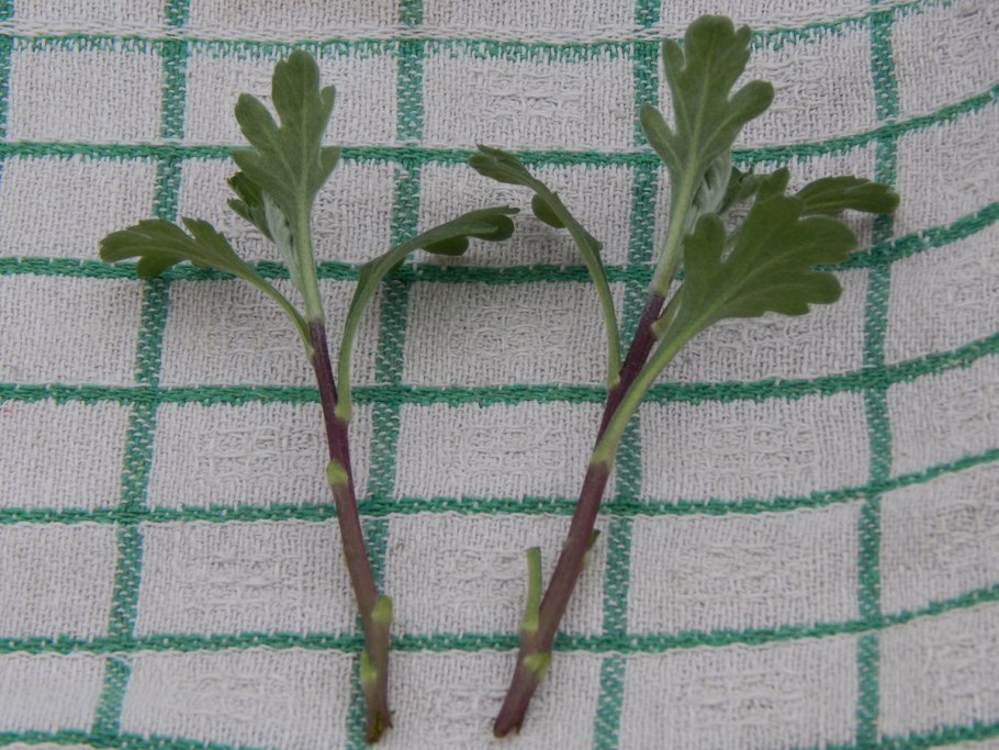 Tomato Sprout