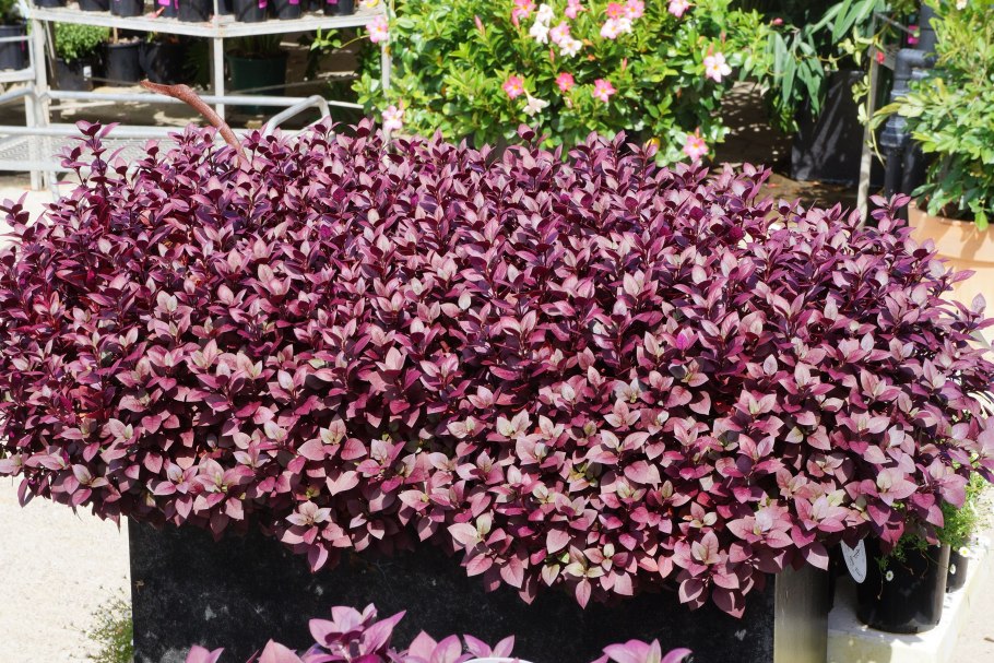 Alternanthera dentata / Альтернантера Дентата