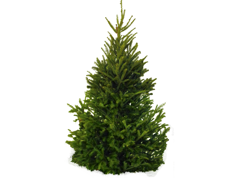 Зарисовки деревьев ель