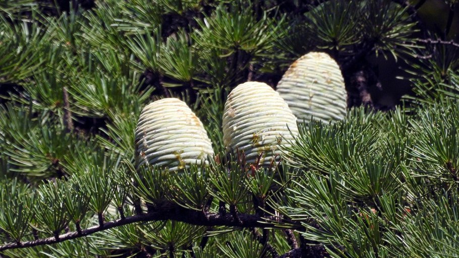 Пихта Сибирская