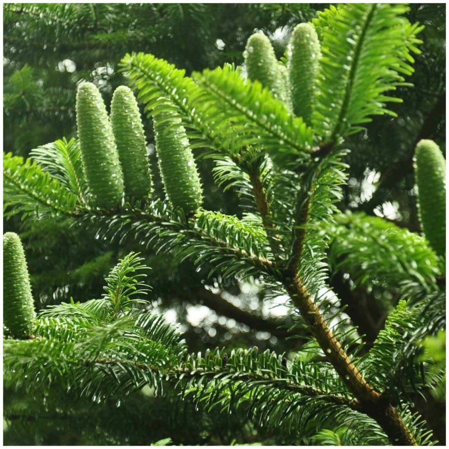 Ель Сибирская хвоинки