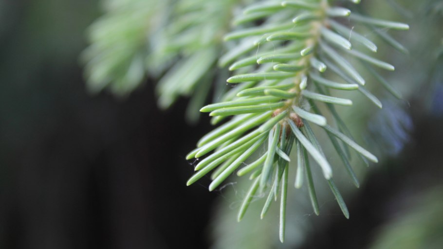 Бальзамическая пихта Северной Америки