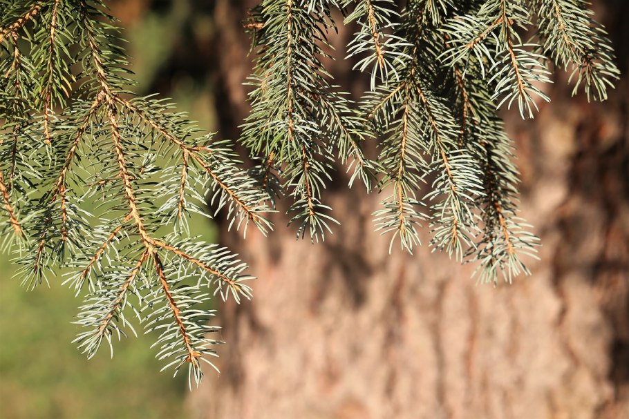 Лапачо древесина в разрезе