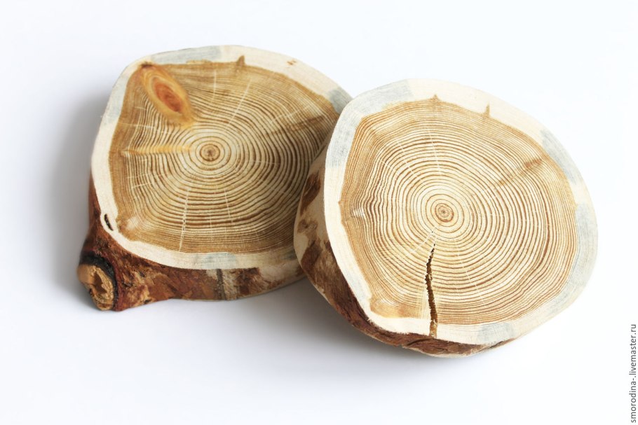 Пихта Сибирская узкоконическая