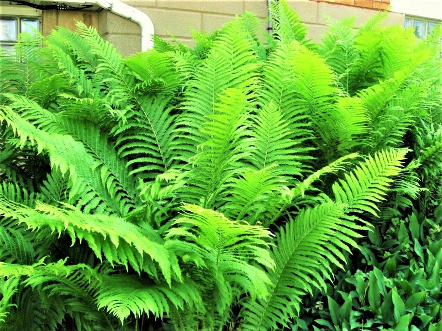 Папоротник садовый страусник