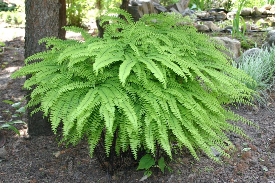 Орляк обыкновенный сорусы