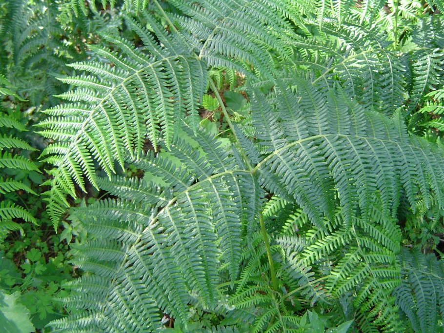 Орляк обыкновенный (Pteridium aquilinum)