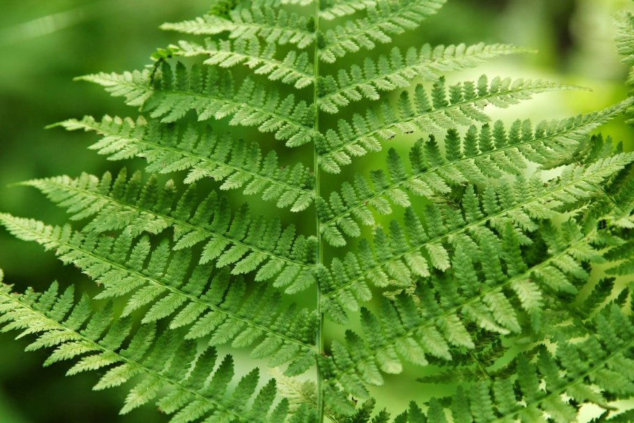 Орляк обыкновенный (Pteridium aquilinum)