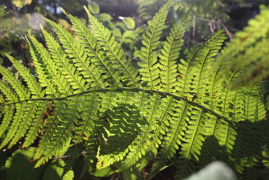 Ядовитый папоротник Щитовник