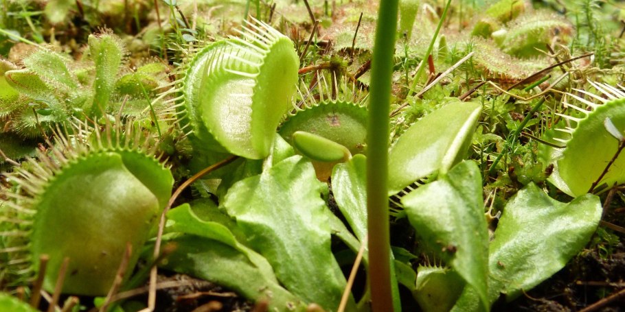 Росянка круглолистная (Drosera rotundifolia)
