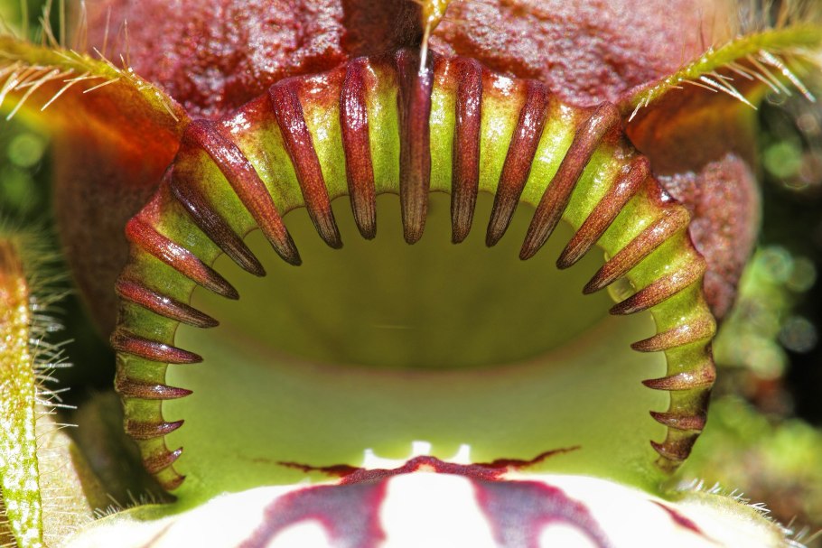 Непентес (Nepenthes) мышь