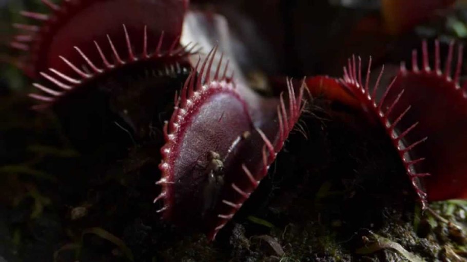 Венерина мухоловка