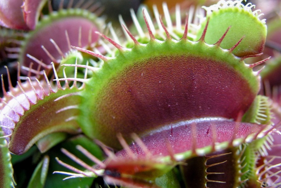 Непентес (Nepenthes)