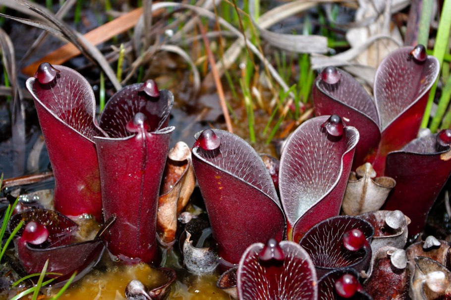 Растения хищники коллаж