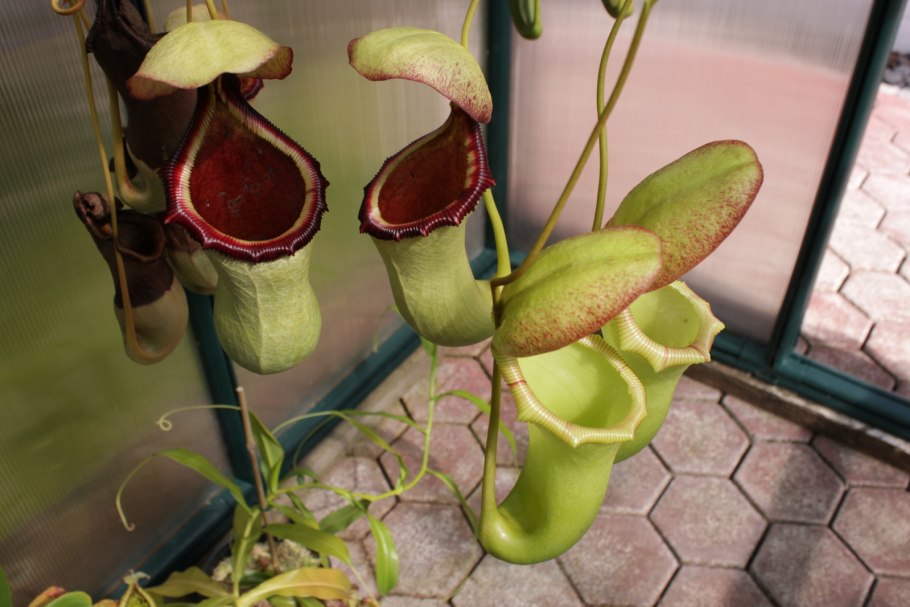 Австралийский цефалотус