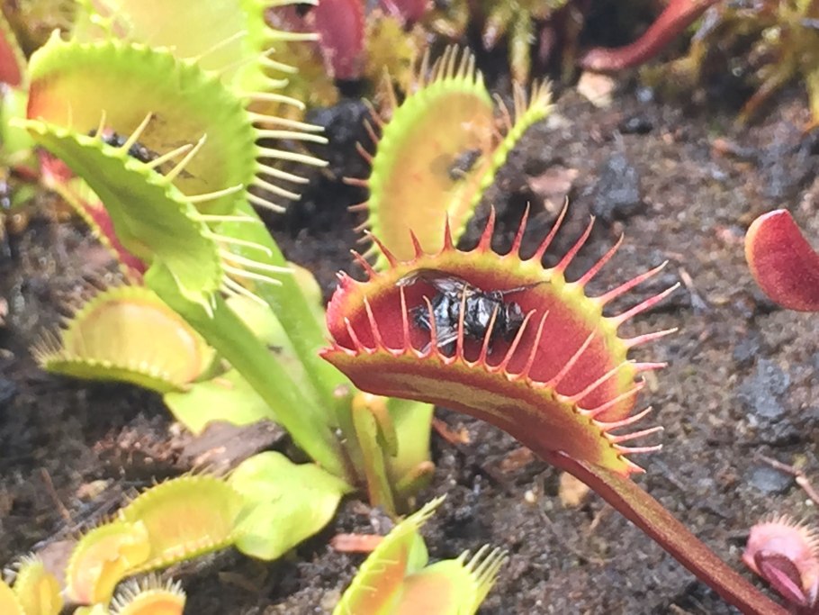 Росянка Капская мухоловка Drosera capensis