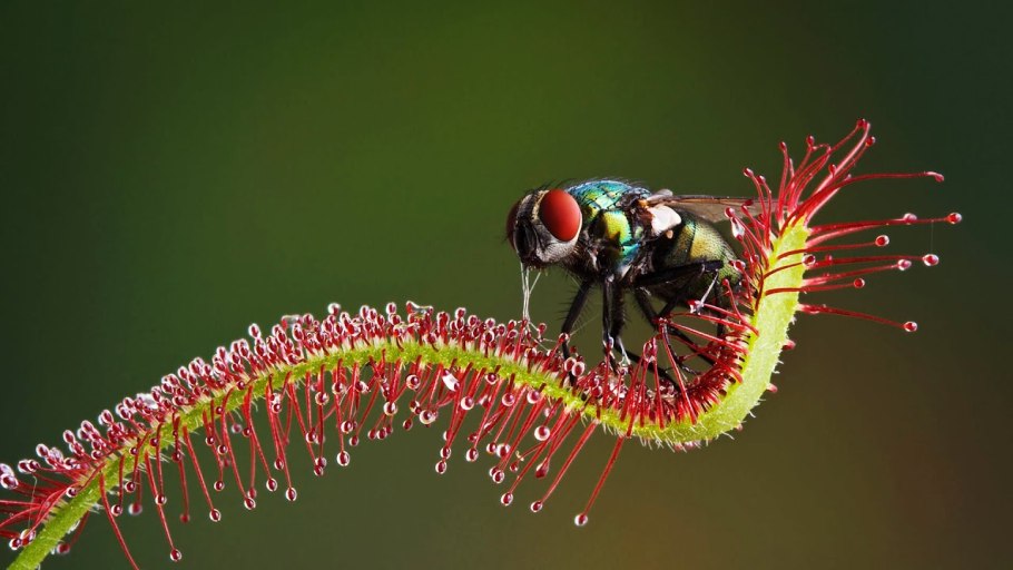 Росянка на болоте